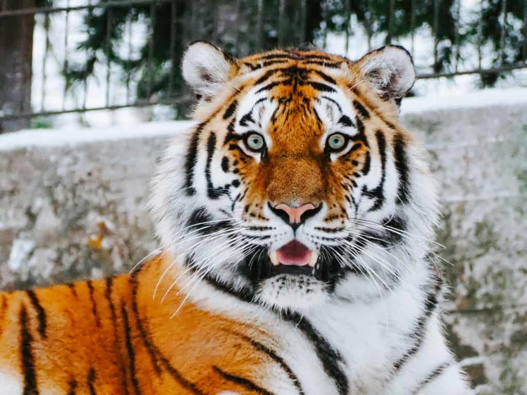 An orange, black and white lion.