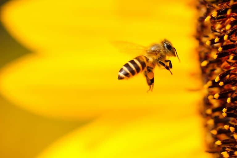 A close-up shot of a bee.