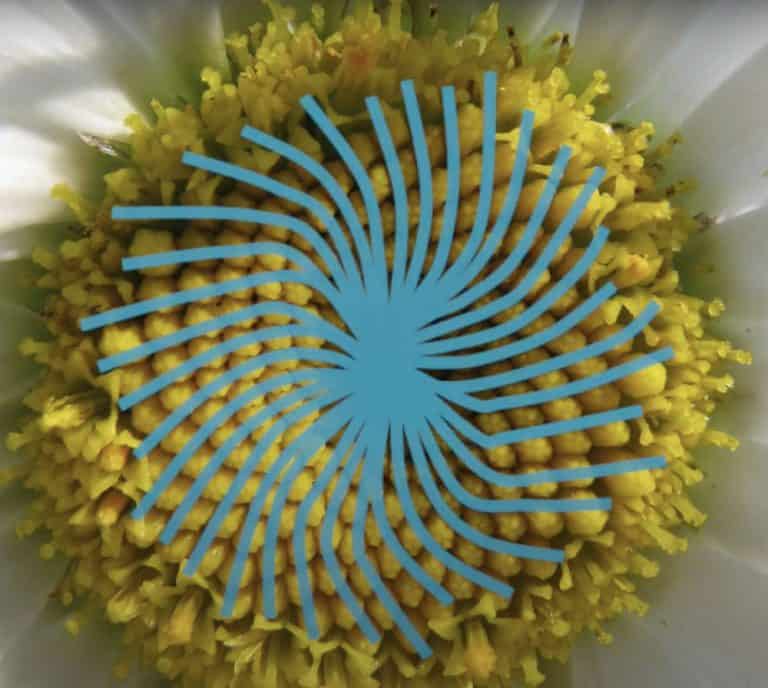 A flower with blue spirals displayed on top of the flower.