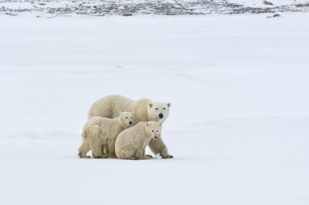 A polar bear group, an adult and two cubs in the wild.