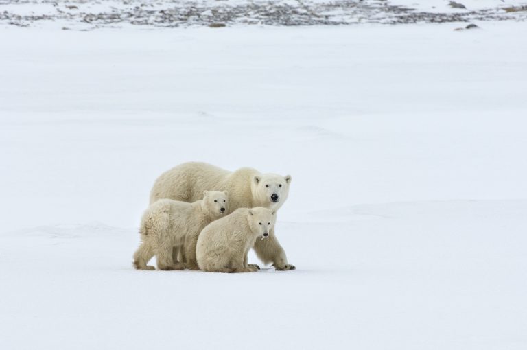 A polar bear group, an adult and two cubs in the wild.