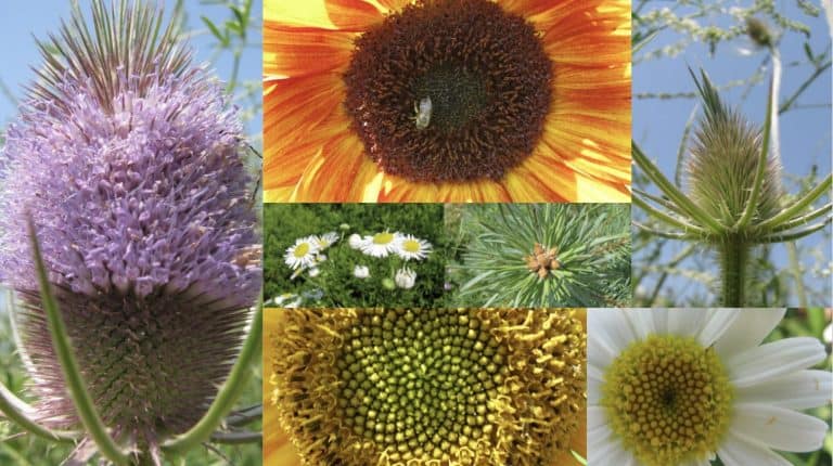 A collage of different flowers displaying a spiral pattern.
