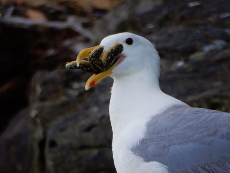 A ochre sea star (Pisaster ochraceus) cause in a seagulls mouth.